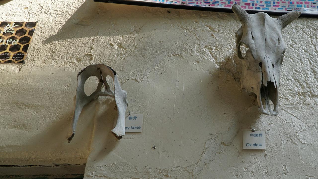 Mushy在老屋建立的「荔枝莊民俗文物館」，展出他在村內泥田發現的猴骨和牛頭骨。（韓潔瑤攝）